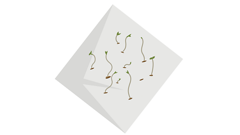 An illustration of cress growing on paper