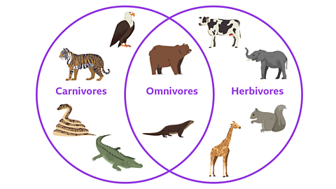 A Venn diagram showing carnivores, omnivores and herbivores.