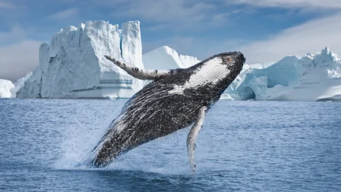 Getty Images Greenland's vast array of spectacular wildlife can be respectfully witnessed by taking Arctic cruises and tackling the country's epic hikes (Credit: Getty Images)