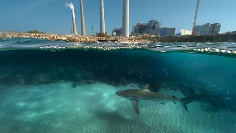 BBC Studios A shark lurking in waters near a port (Credit: BBC Studios)