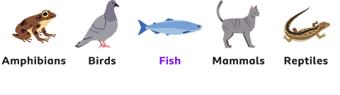 The five groups of invertebrates – amphibians, birds, fish, mammals and reptiles
