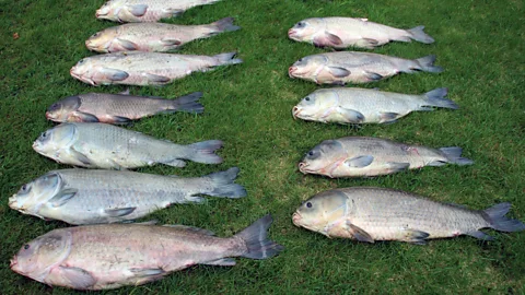 Alec Lackmann Research so far has found that bigmouth buffalo fish don't appear to decline biologically with age (Credit: Alec Lackmann)