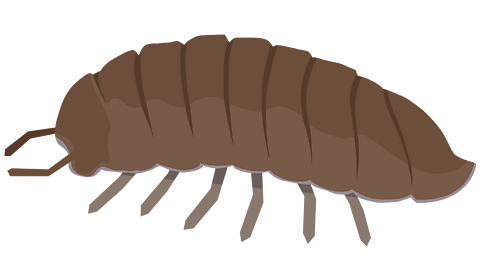A common woodlouse
