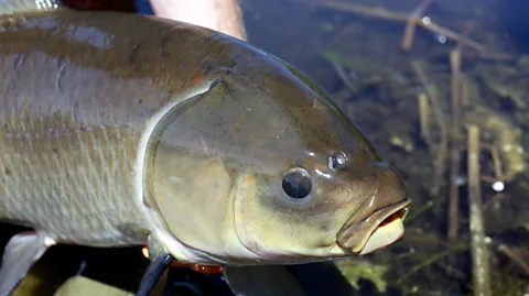 Alec Lackmann A close up of a bigmouth buffalo fish (Credit: Alec Lackmann)