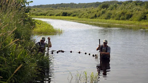 Alec Lackmann Sampling has shown that the vast majority of bigmouth buffalo fish in Minnesota's Rice Lake were born before the end of World War Two (Credit: Alec Lackmann)