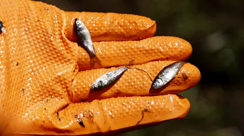 Alec Lackmann Bigmouth buffalo fish successfully spawn every spring in Minnesota's Rice Lake, but by late summer all evidence of those young disappears (Credit: Alec Lackmann)