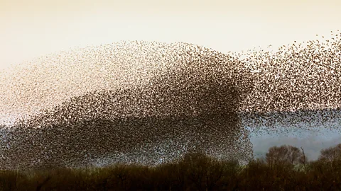 Getty Images Flocks of starlings in Somerset, England (Credit: Getty Images)