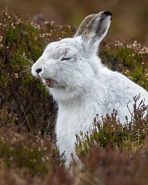 Getty Images Mountain hares are Britain's only native hare and may have been here since the Ice Age (Credit: Getty Images)