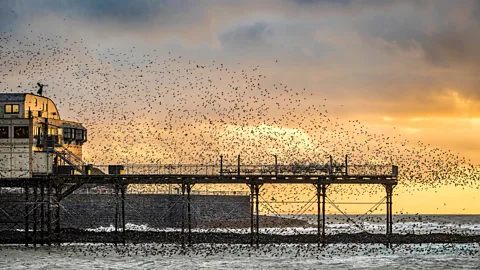 Getty Images The flocking behaviour is thought to confuse predators as well as share warmth and communication (Credit: Getty Images)