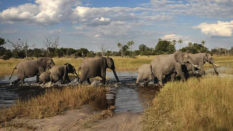 Alamy Group of elephants crossing waterway (Credit: Alamy)