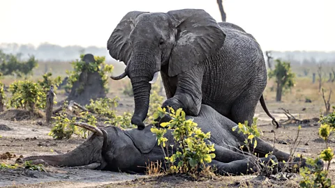 Alamy Elephants have been seen to cry over the bodies of mates or companions, with some even refusing to eat afterwards (Credit: Alamy)