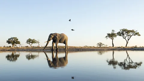 Getty Images Botswana is the “Elephant Capital of the World” (Credit: Getty Images)