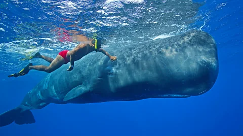 Alamy Dominica recently established the world's first sperm whale reserve (Credit: Alamy)