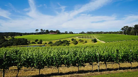 Alamy Vineyards dot WA’s Swan Valley Wine Region (Credit: Alamy)