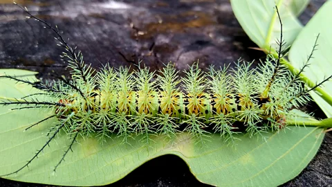 Alamy Venom like that found in the fire caterpillar are far less studied than snakes and scorpion venom (Credit: Alamy)