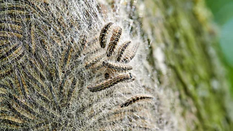 Alamy The venom in such caterpillars could be used to create new anti-clotting drugs or blood pressure medicine (Credit: Alamy)