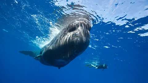 Alamy Dominica recently established the world's first sperm whale reserve (Credit: Alamy)