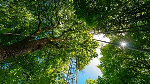 Thomas Downes A photo looking up at trees with sunlight peaking through (Credit: Thomas Downes)