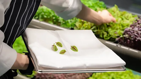 Australia Greenspace A person harvesting small leaves, placing them on a white napkin (Credit: Australia Greenspace)