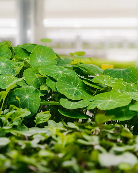 Australia Greenspace Small leafy greens are much easier to grow in vertical farms than staples like rice and wheat (Credit: Australia Greenspace)