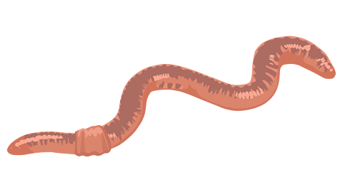 An earthworm