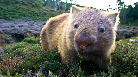 Getty Images In Australia, many species rely on the burrows made by wombats for food and shelter after a wildfire (Credit: Getty Images)