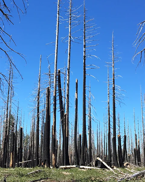 Andrew Stillman Wildfires are important for maintaining biodiversity in many ecosystems but they are getting larger due to climate change, putting this balance at risk (Credit: Andrew Stillman)