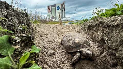 Getty Images The burrows of gopher tortoises are used by up to 350 other species, which often shelter in them during heatwaves or wildfires (Credit: Getty Images)