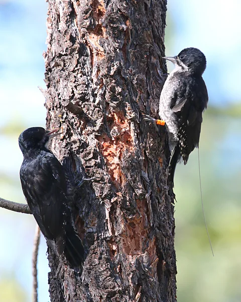 Morgan Tingley Black-backed woodpeckers are specialists at surviving in burnt-out landscapes, where they make their nests in trees and forage for food (Credit: Morgan Tingley)