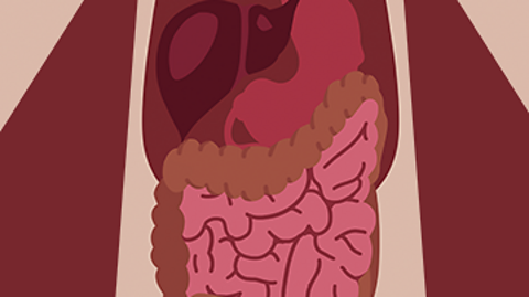 An illustration of the large intestine