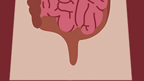 An illustration of the anus