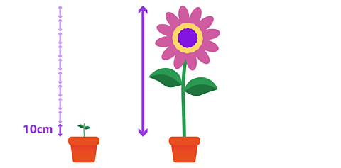 A small plant in a pot on the left is labelled as 10 cm tall with an arrow indicating its height. On the right, there is a large flower in a pot which is ten times taller.