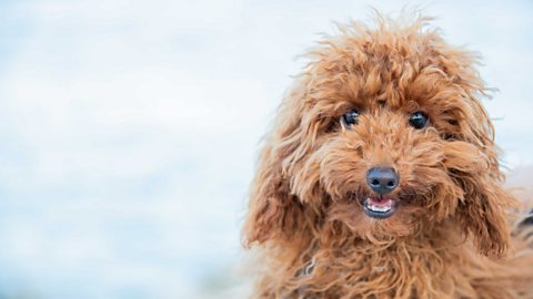 A poodle smiling.