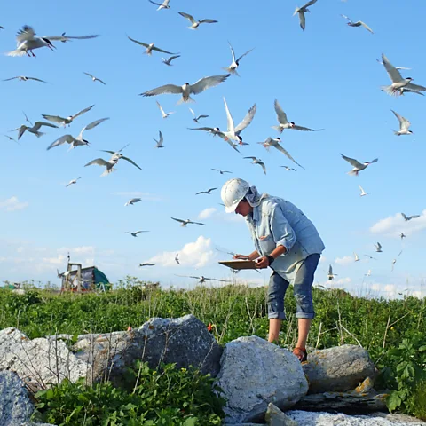 Zhongyong Fan Aspen Ellis spent more than a decade in the field researching seabirds (Credit: Zhongyong Fan)