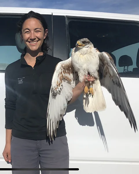 Bryan Bedrosian Researchers are investigating how birds such as ferruginous hawks are affected by energy infrastructure (Credit: Bryan Bedrosian)