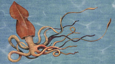 Emannuel Lafont/ BBC Illustration of colossal squid (Credit: Emannuel Lafont/ BBC)