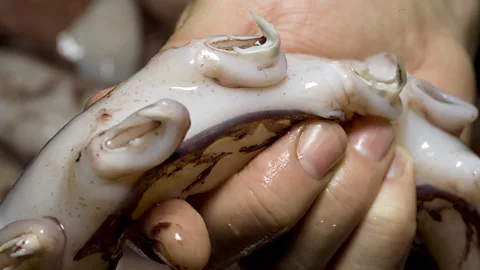 Te Papa/ CC BY 4.0 The colossal squid's tentacles features large claws that can rotate 360 degrees (Credit: Te Papa/ CC BY 4.0)