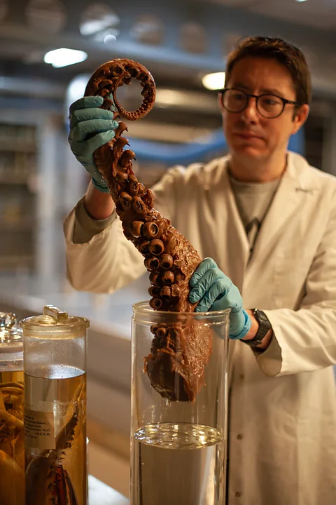 Javier Hirschfeld/ BBC The Natural History Museum's Jon Ablett with a colossal squid tentacle kept in the museum's basement (Credit: Javier Hirschfeld/ BBC)