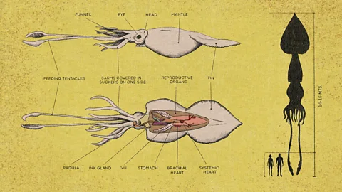 Emmanuel Lafont/ BBC The colossal squid is a completely different species to the giant squid, and thought to be much heavier when fully grown (Credit: Emmanuel Lafont/ BBC)