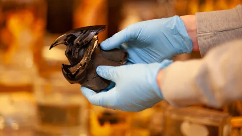 Javier Hirschfeld/ BBC The beaks of colossal squids are regularly found in sperm whale stomachs (Credit: Javier Hirschfeld/ BBC)