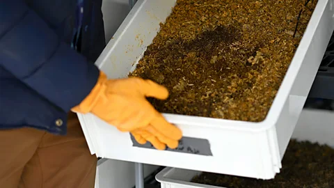 Chapul Farms Black soldier flies reproduce quickly and the larvae can survive on waste food (Credit: Chapul Farms)