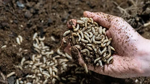 Getty Images The frass from black soldier fly larvae can help restore soil health (Credit: Getty Images)