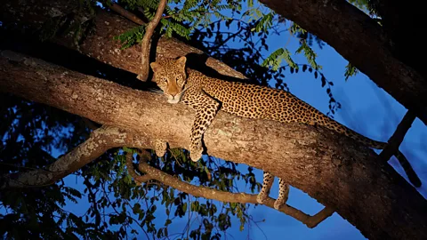 J Ritterbach/ Alamy Night safaris are an excellent way to see predators in action or nocturnal animals on the move (Credit: J Ritterbach/ Alamy)