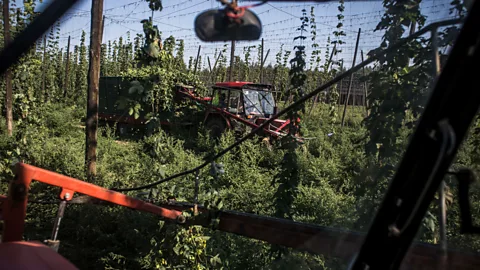 Getty Images By 2050, the levels of alpha acids will decrease by 31% in some of Europe's biggest hop-growing regions, research shows (Credit: Getty Images)