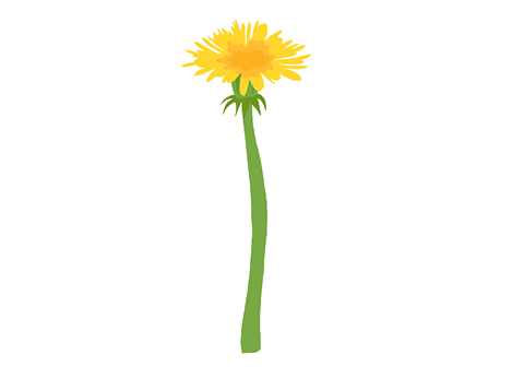 A dandelion flower