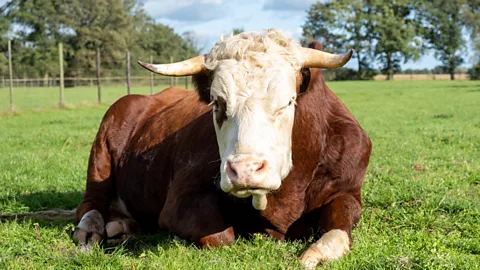 Henk van de Ven/ Leonie Cornips Linguist Leonie Cornips says cows use their bodies as well as their vocal chords to communicate – but is it language? (Credit: Henk van de Ven/ Leonie Cornips)