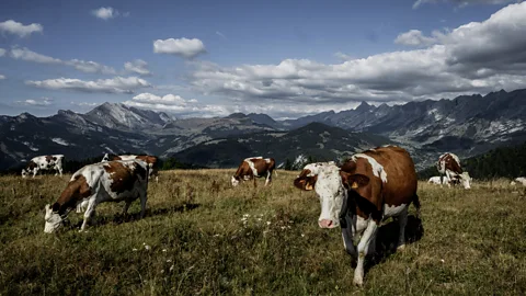 Getty Images Cornips thinks domestic animals are forced to develop a fuller communication repertoire than wild animals (Credit: Getty Images)