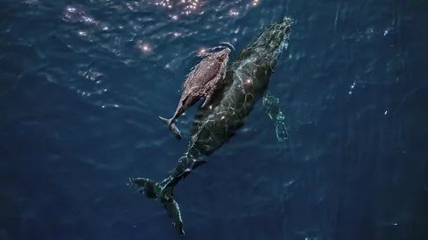 Getty Images Humpback whales have complex vocalisations in their song and have been known to develop different dialects in different regions (Credit: Getty Images)