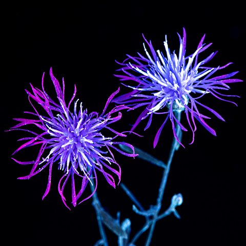 Knapweed flowers seen under ultraviolet light, giving them a neon purple appearance