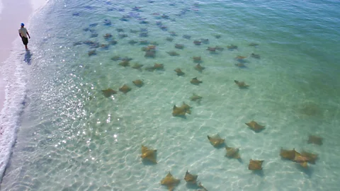 Alamy The Gulf has always attracted a variety of people and wildlife from around the world (Credit: Alamy)